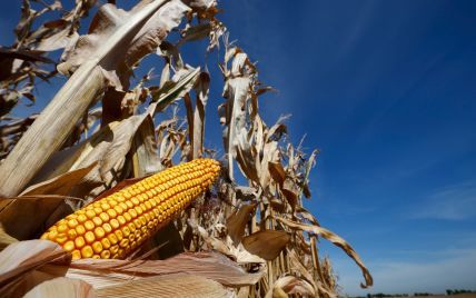 Китайський ринок наповнюється українською кукурудзою, яка вже витісняє американську