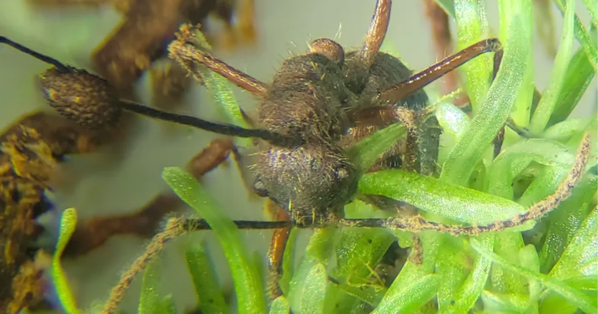 Грибок Ophiocordyceps