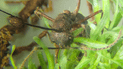 Грибок Ophiocordyceps