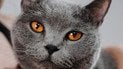 Чи розуміють коти людську мову