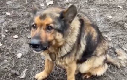 "Майже нічого не їв": на Київщині у жінки вилучили собаку за неналежні умови утримання (фото, відео)