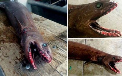 Біля берегів Австралії виловили доісторичне чудовисько, яке має 300 зубів у 25 рядів