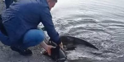 У Чернівцях чоловік спіймав велетенську рибину: відео