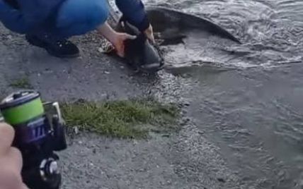 В Черновцах мужчина поймал огромную рыбу: видео