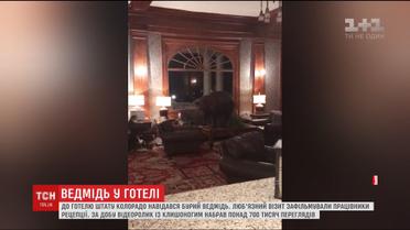 У готель в американському штаті Колорадо завітав бурий ведмідь