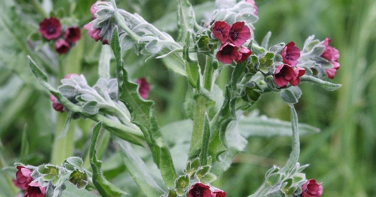 Как избавиться от грызунов на своем огороде