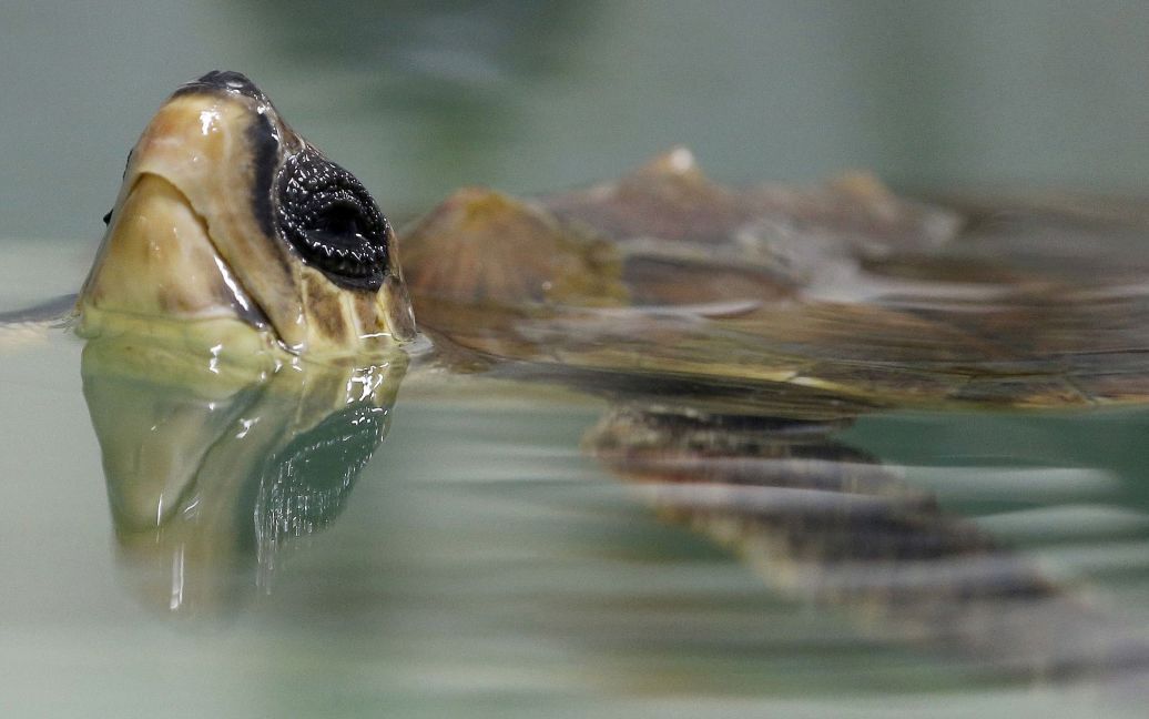 Черепаху видно в центре помощи для морских черепах в аквариуме Ла-Рошель, Франция. Сотрудники центра занимаются морскими черепахами, которых выбросило на пляжи после зимних штормов. / © Reuters