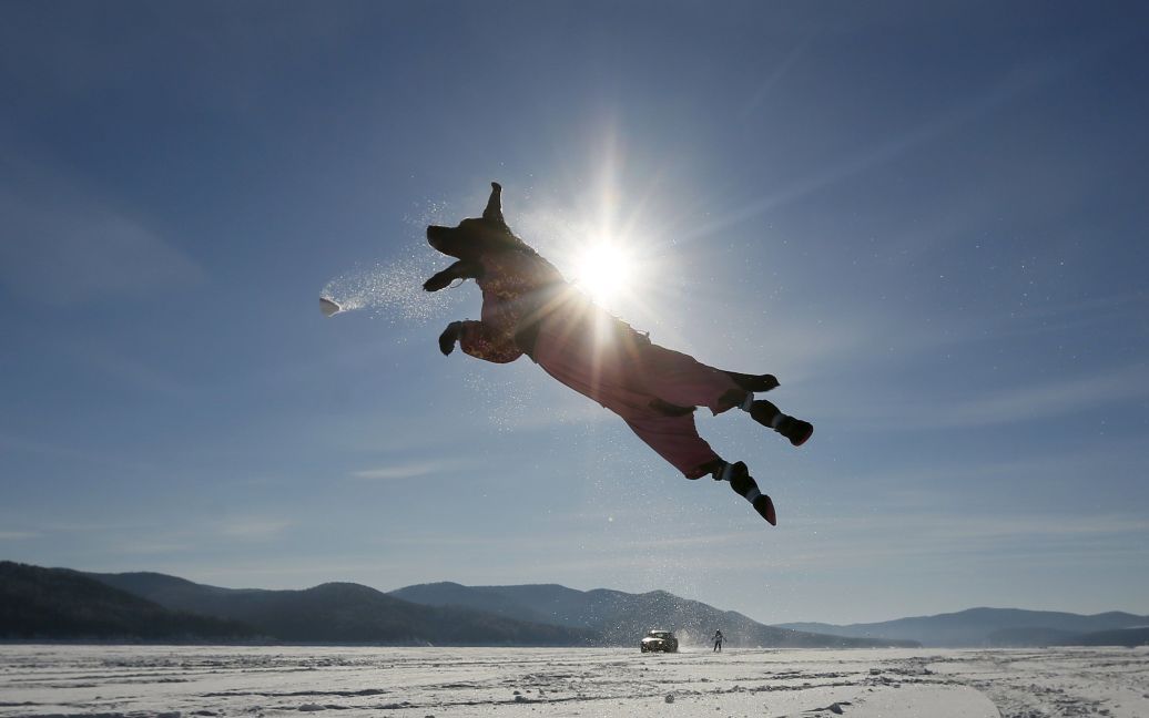 Лабрадор ретривер прыгает за снежком, играя со своим владельцем вблизи реки Енисей в Сибири при температуре воздуха около минус 20 градусов по Цельсию. / © Reuters