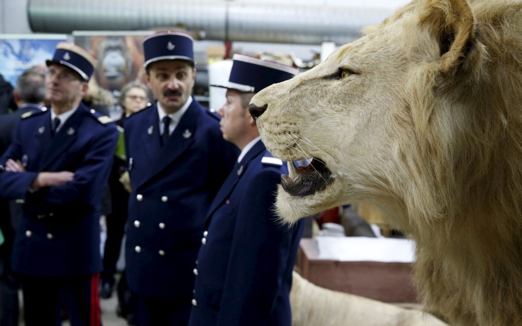 Таможенники стоят рядом с чучелом льва в зале таксидермии в музее естественной истории в Париже. Это мероприятие состоялось в рамках борьбы с торговлей видов, охраняемых законом. / © Reuters