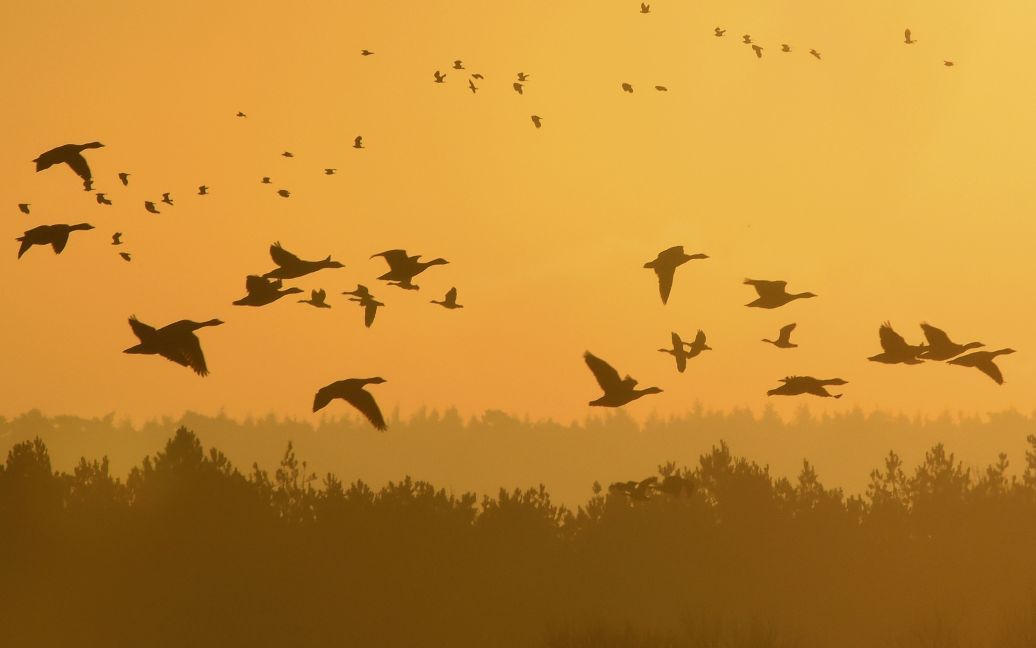 Стаи гусей летят на рассвете вдоль береговой линии в восточной Великобритании. / © Reuters