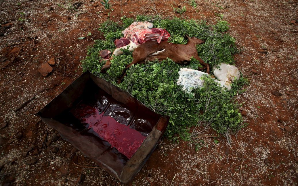 Зібрана кров бика і його туша складаються разом. / © Reuters