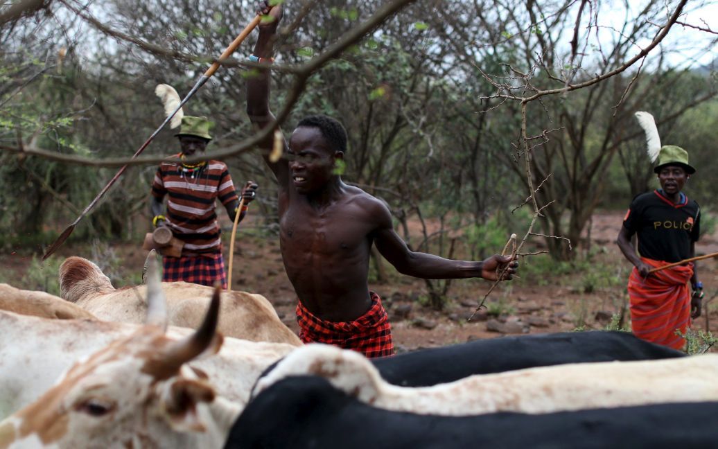 Во время обряда сапана парни должны заколоть копьем быка. / © Reuters