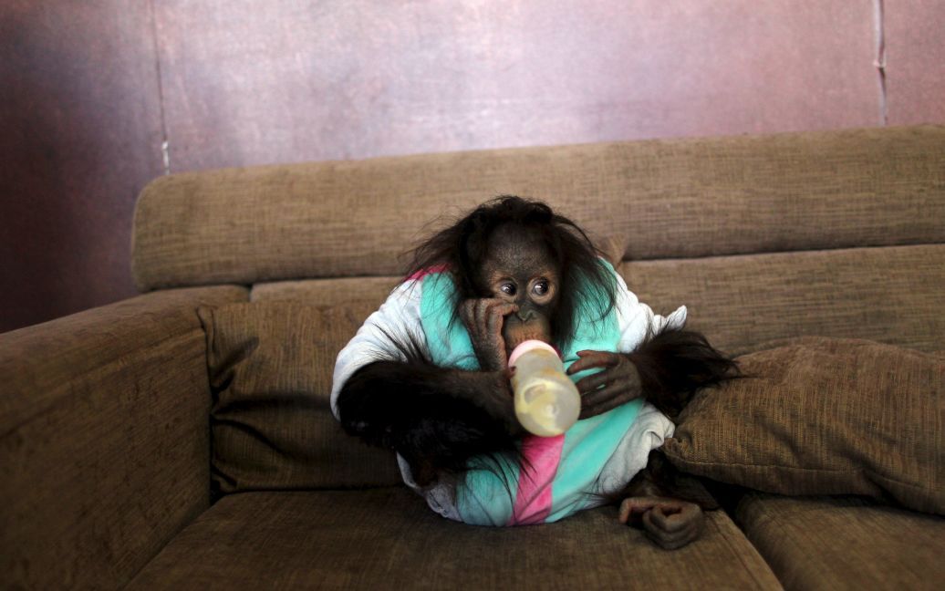 Орангутанг п&#039;є молоко на дивані в студії в місті Куньмін, Китай. / © Reuters