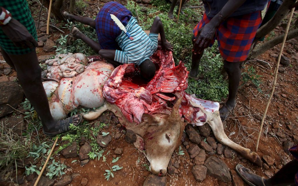 Парни пьют кровь заколотого быка. / © Reuters