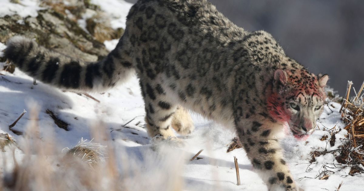 сніговий леопард, дика природа, дикі звірі_3 / © Reuters