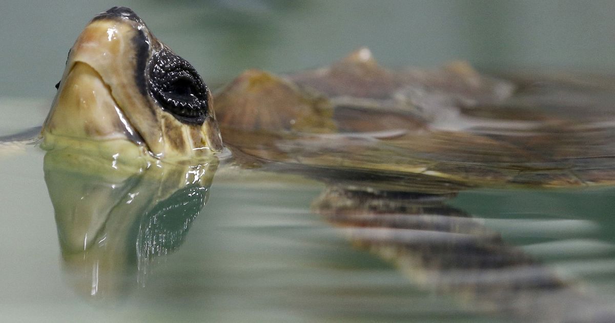 Черепаху видно в центре помощи для морских черепах в аквариуме Ла-Рошель, Франция. Сотрудники центра занимаются морскими черепахами, которых выбросило на пляжи после зимних штормов. / © Reuters