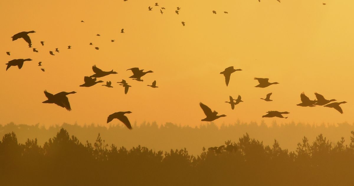 Стаи гусей летят на рассвете вдоль береговой линии в восточной Великобритании. / © Reuters