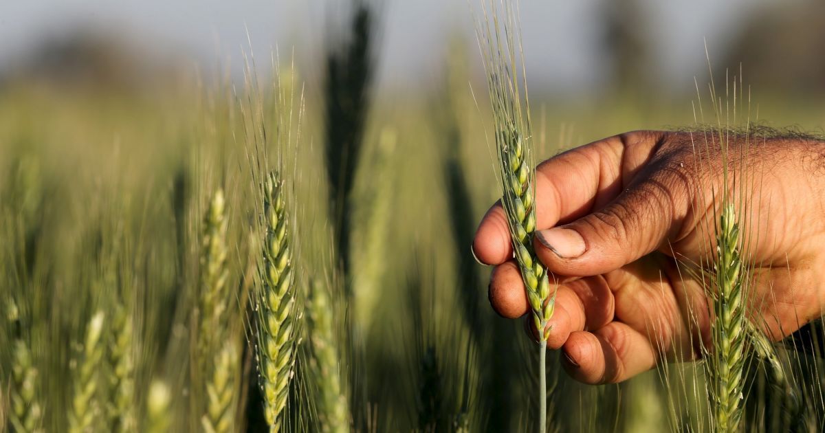 "Аграрный фонд" впервые в истории показал прибыль