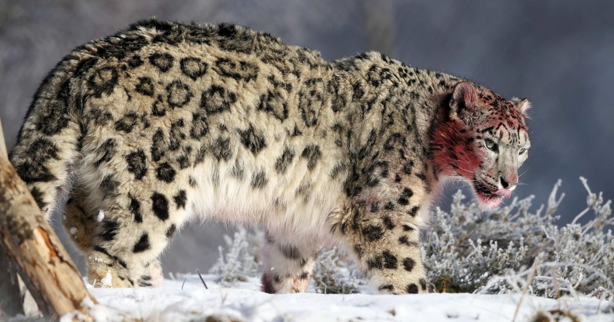 сніговий леопард, дика природа, дикі звірі_2 / © Reuters