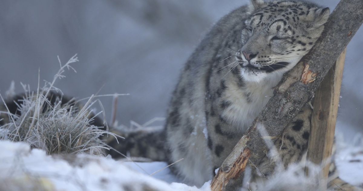 сніговий леопард, дика природа, дикі звірі_4 / © Reuters