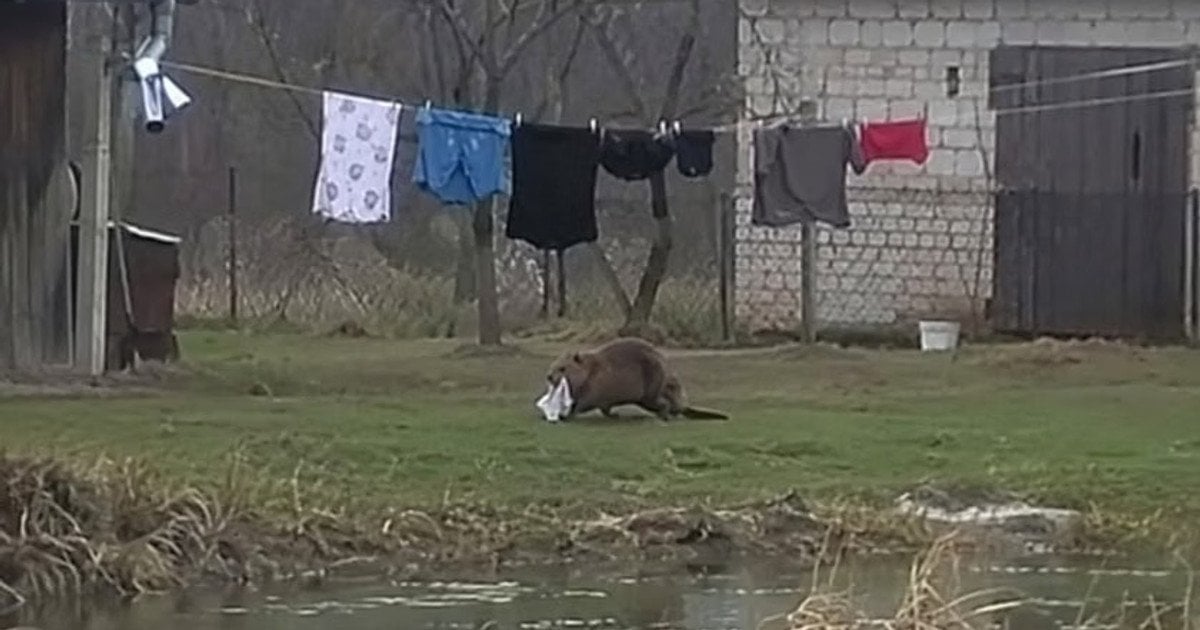Бобер краде білизну поляка. Фото: STAWY RYBNE - BUDOWA/ ZARYBIANIE/ PIELĘGNACJA/Facebook