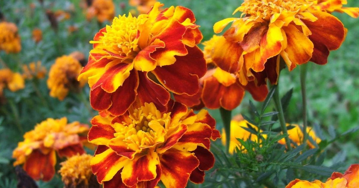 Для чого садити чорнобривці