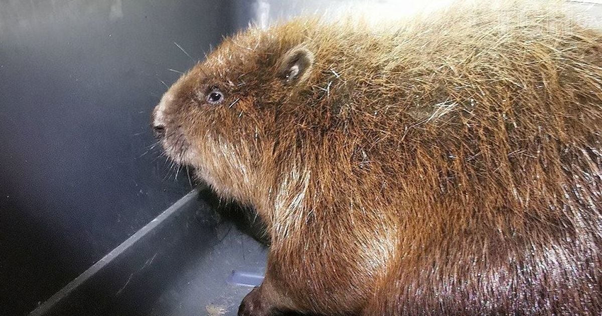 Бобер, якого врятували у Києві