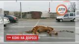 У Києві двоє коней потрапили під колеса машин на Столичному шосе