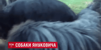 Класична музика для заспокоєння і педикюр: як у Межигір'ї живуть улюблені собаки Януковича