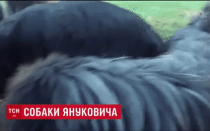 Класична музика для заспокоєння і педикюр: як у Межигір'ї живуть улюблені собаки Януковича