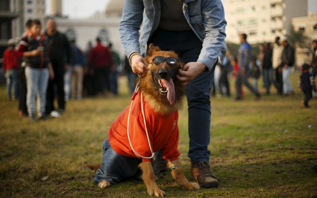 Палестинец показывает свою собаку на выставке, организованной местными селекционерами собак, в секторе Газа. / © Reuters