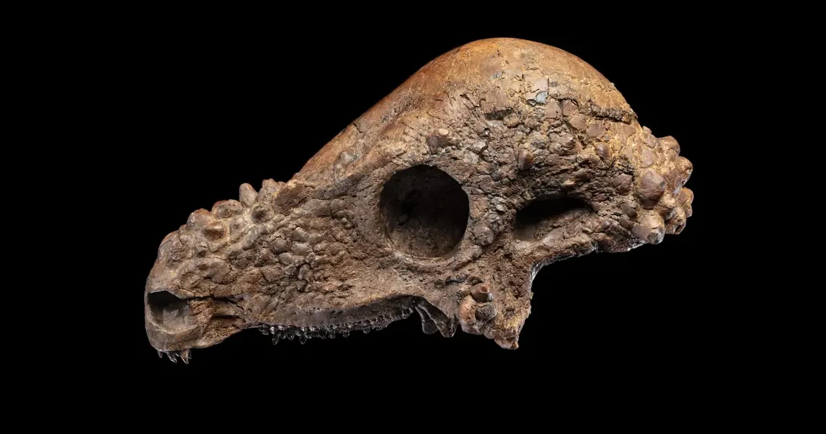 Череп пахіцeфалозавра