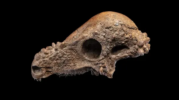 Почти целый череп редкого динозавра покажут публике в конце декабря