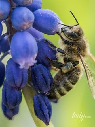 Бджола на квітці