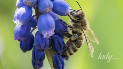 Бджола на квітці