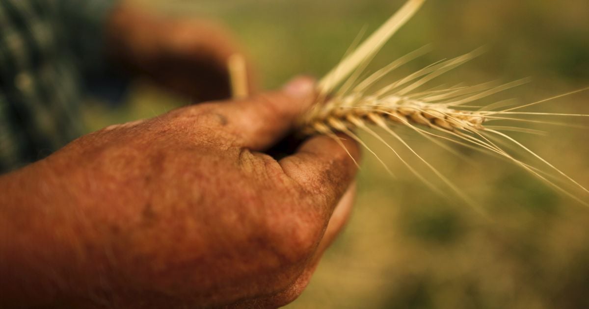 Рада дала "зелене світло" кредиту на 400 млн євро для аграріїв