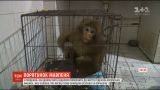 У Китаї чоловік три місяці доглядав за пораненим рідкісним мавпеням