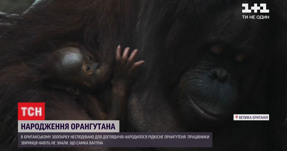 Сюрприз для зоологов: в британском зоопарке внезапно родился редкий орангутан