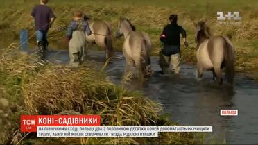 В Польше лошади помогают расчищать траву, чтобы в ней могли создавать гнезда птички
