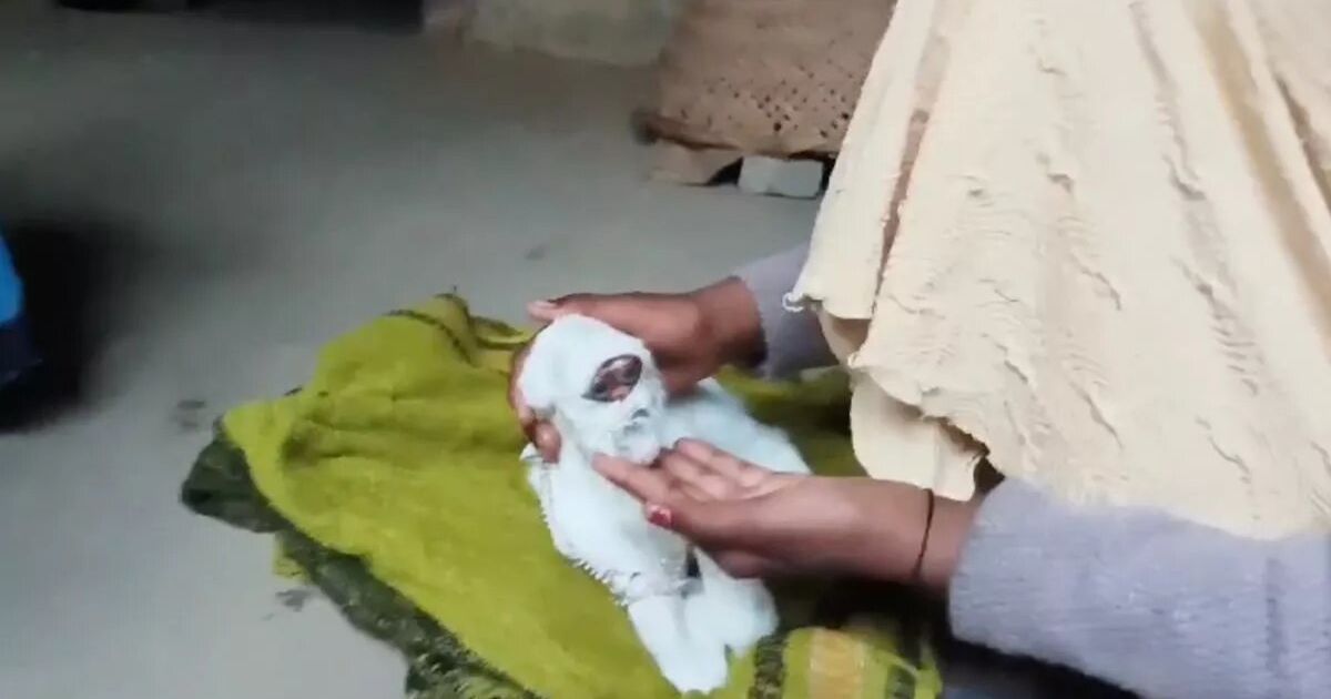 Козеня-мутант з "людським обличчям" / Фото: Jam Press/Rare Shot News