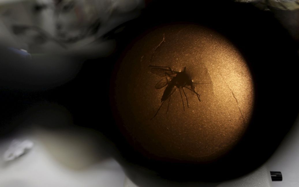 Вирус Зика шагает по планете / © Reuters