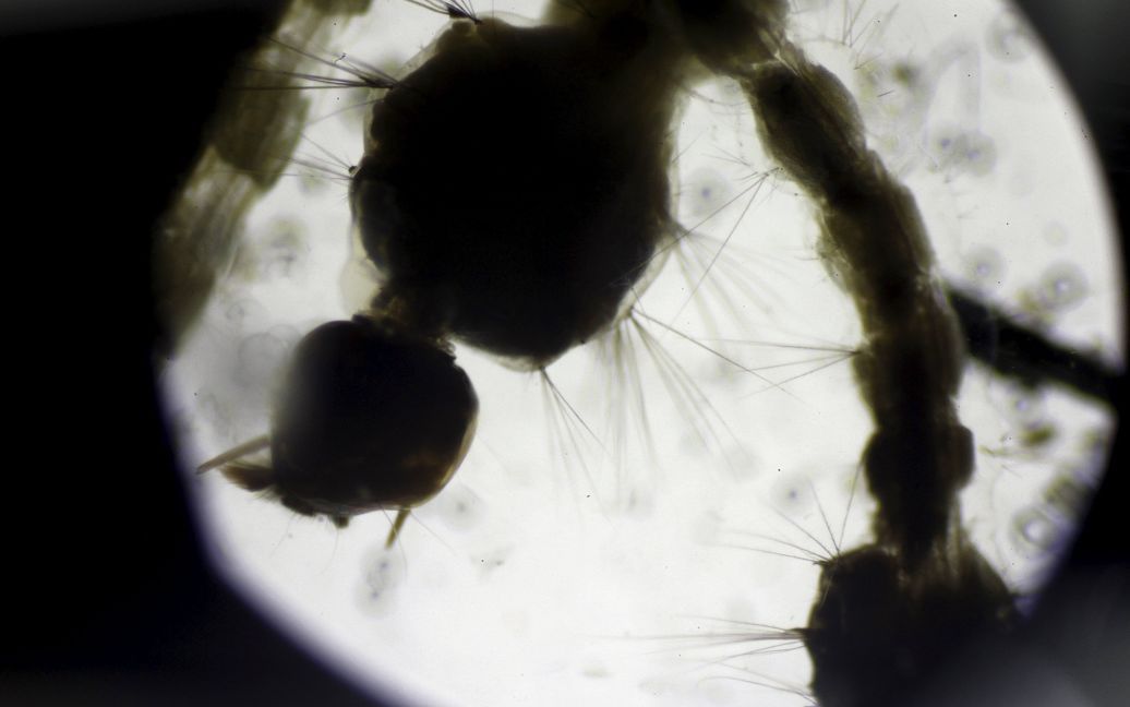 Вирус Зика шагает по планете / © Reuters