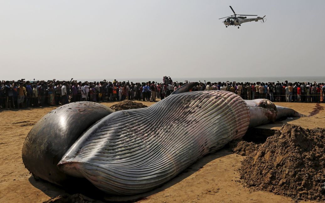 Вертолет береговой охраны пролетает над трупом мертвого кита на пляже вдоль Аравийского моря в Мумбаи, Индия. / © Reuters