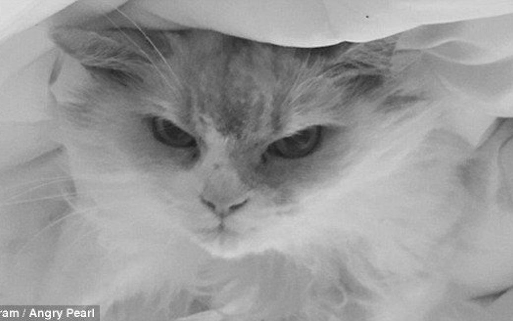 Сердитий кіт Перл став новою зіркою соцмереж / © dailymail.co.uk