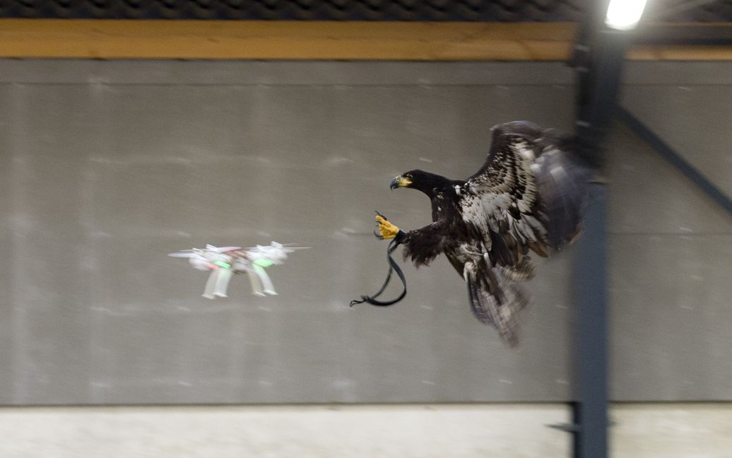 Орлов учат перехватывать дронов. / © Reuters