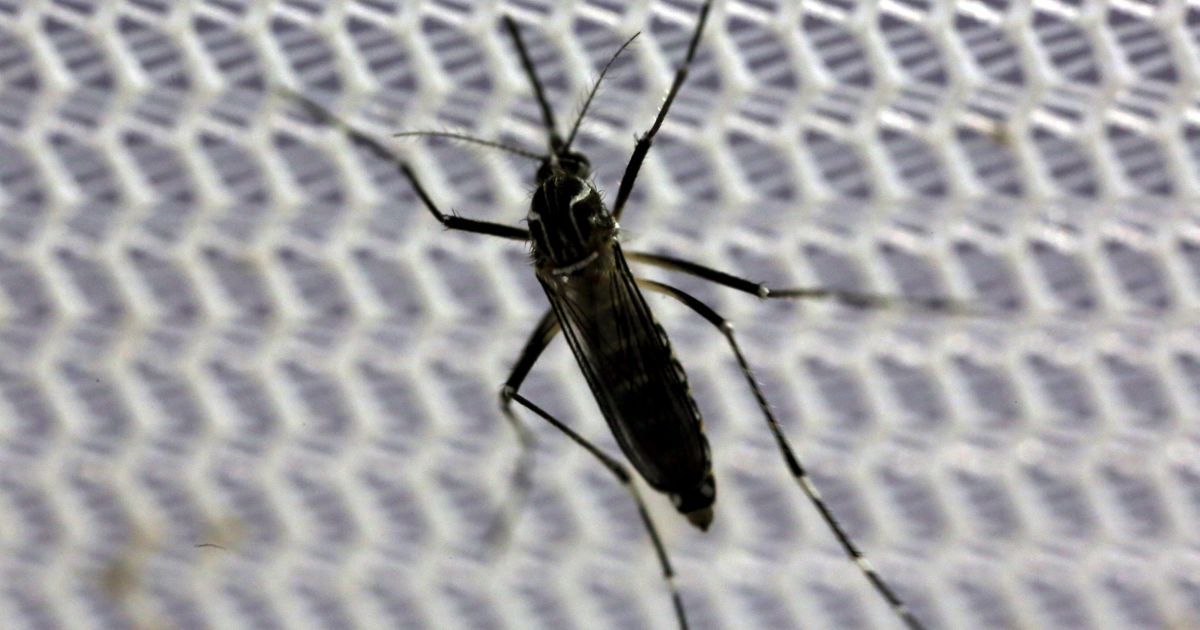 Каждая европейская страна, в которой есть вид комаров Aedes, может быть в опасности
