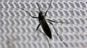 Каждая европейская страна, в которой есть вид комаров Aedes, может быть в опасности