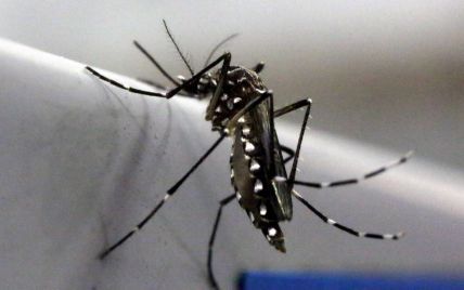 В Минздраве заверили, что в Украине нет комаров-переносчиков вируса Зика