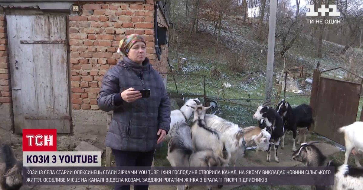 Селянка з тернопільської області стала ютуб-зіркою завдяки козам