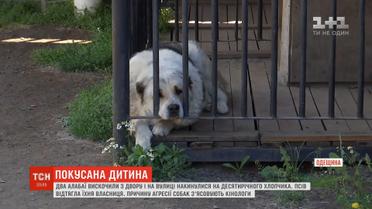 На Одещині на третьокласника накинулися два алабаї